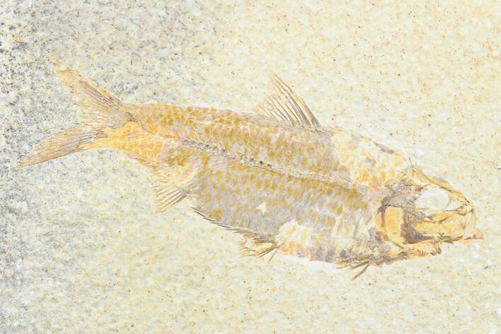 Detailed Fossil Fish (Knightia) - Wyoming #176393